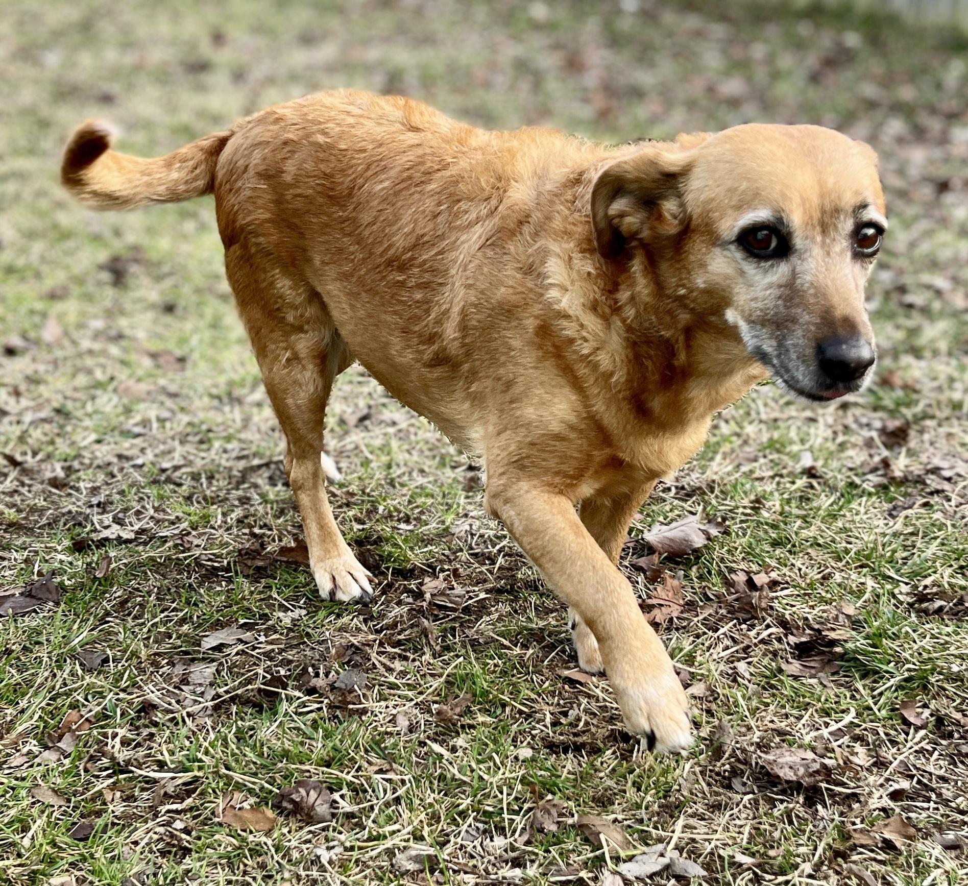 Enlarge Lucy , a ADOPTABLE mixed breed in Lexington, KY image 3/3