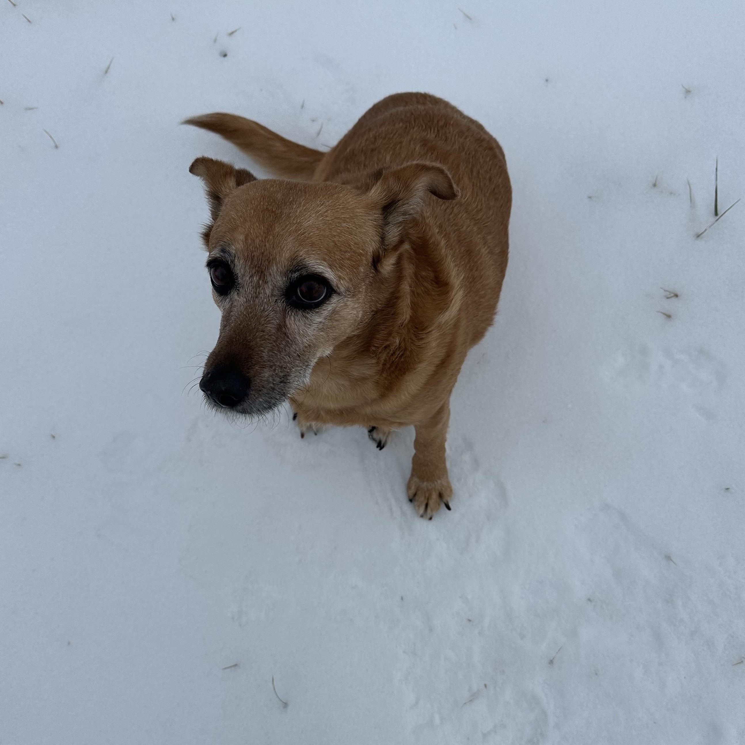 Enlarge Lucy , a ADOPTABLE mixed breed in Lexington, KY image 4/6