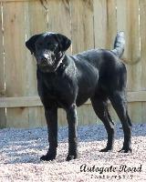 Enlarge Dakota, a Adopted Labrador Retriever in Hastings, NE image 1/2