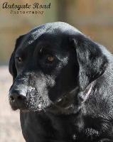 Enlarge Dakota, a Adopted Labrador Retriever in Hastings, NE image 2/2