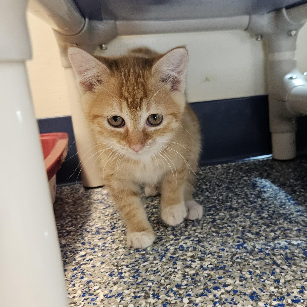 Chai, Adoptable, Kitten Female Domestic Short Hair.