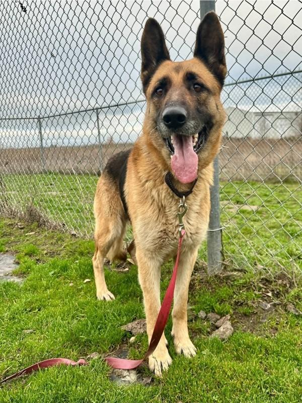 Kinsley, Adoptable, Adult Female German Shepherd Dog.