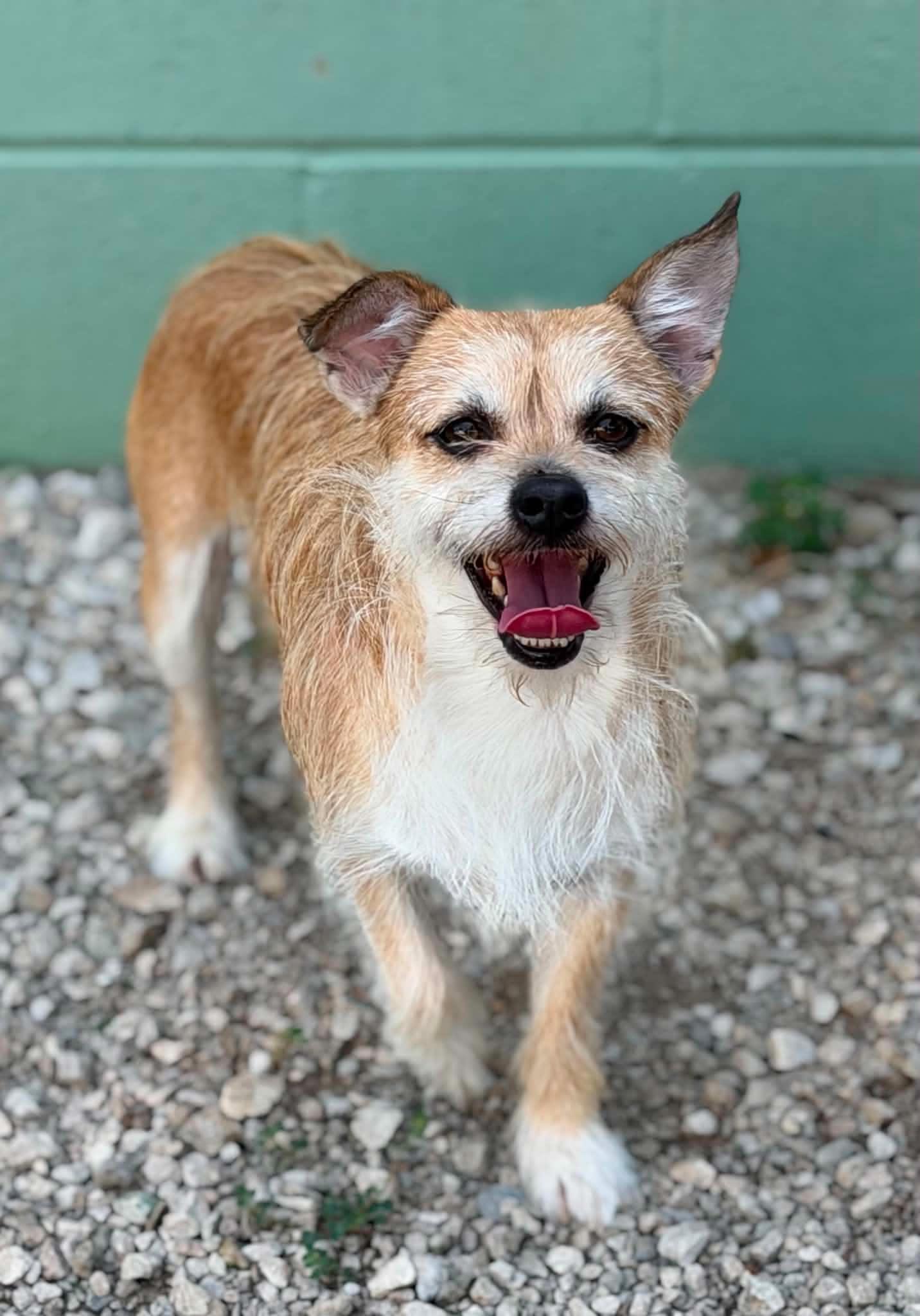 Enlarge Scooby, a Adoptable mixed breed in Atchison, KS image 1/1