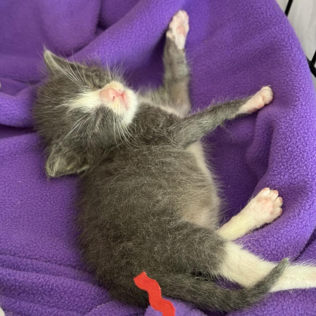 OTTO 1854RJ27, Adoptable, Kitten Male Domestic Short Hair.