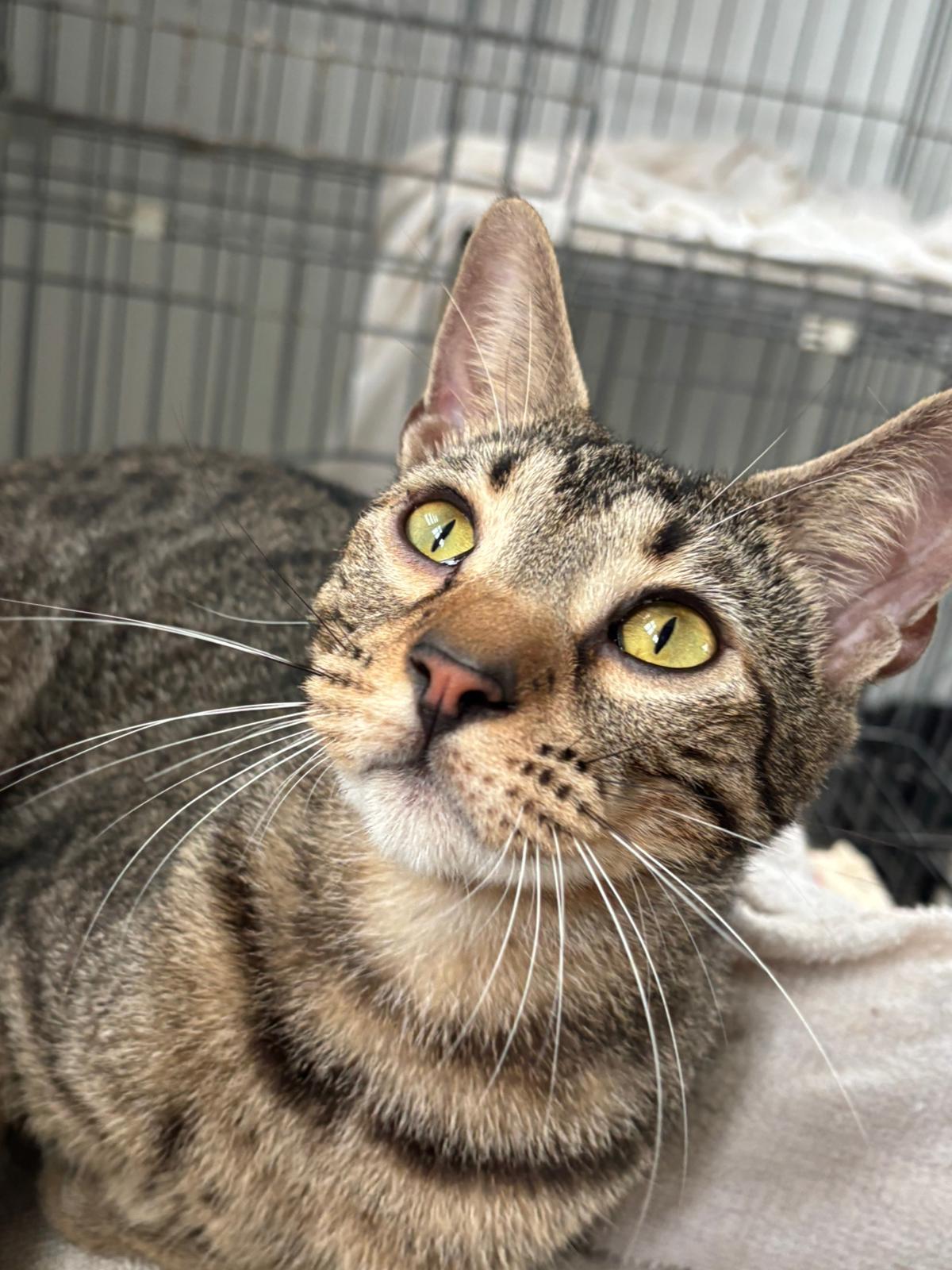 Obita, an adoptable Domestic Short Hair in San Juan, PR_image-1