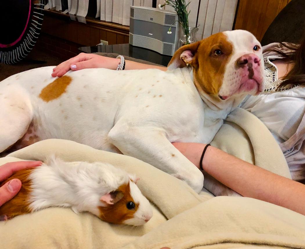 Enlarge King, a Adoptable Pit Bull Terrier in Dallas , TX image 3/4