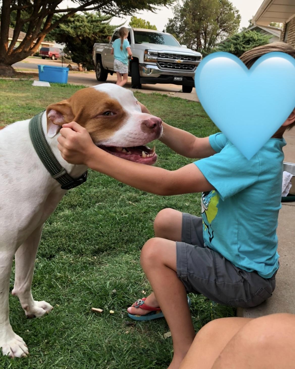 Enlarge King, a Adoptable Pit Bull Terrier in Dallas , TX image 4/4