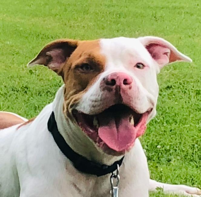Enlarge King, a Adoptable Pit Bull Terrier in Dallas , TX image 2/4