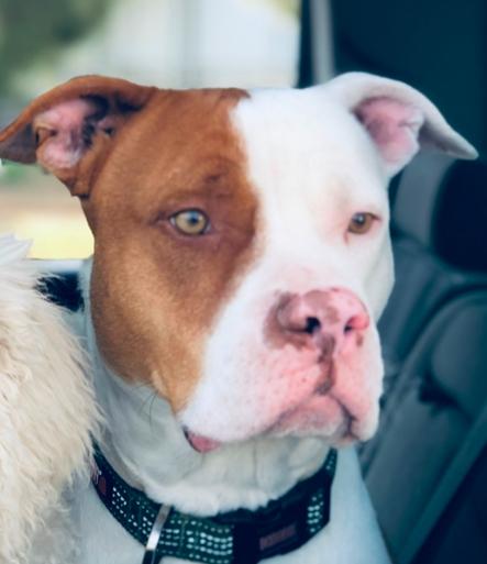 King, Adoptable, Adult Male Pit Bull Terrier.