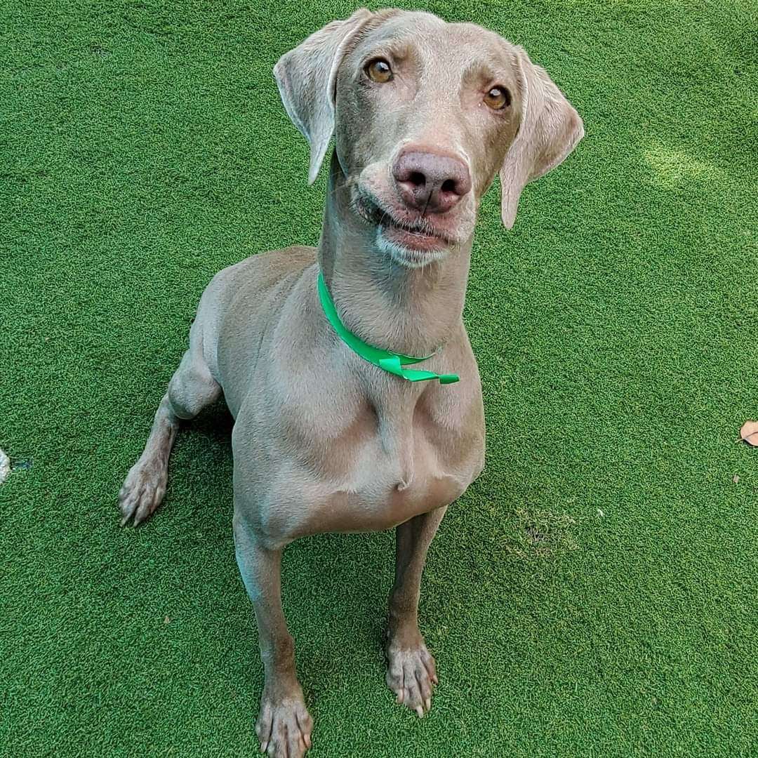 Nala, a Adoptable Weimaraner in Birmingham, AL image 3/3