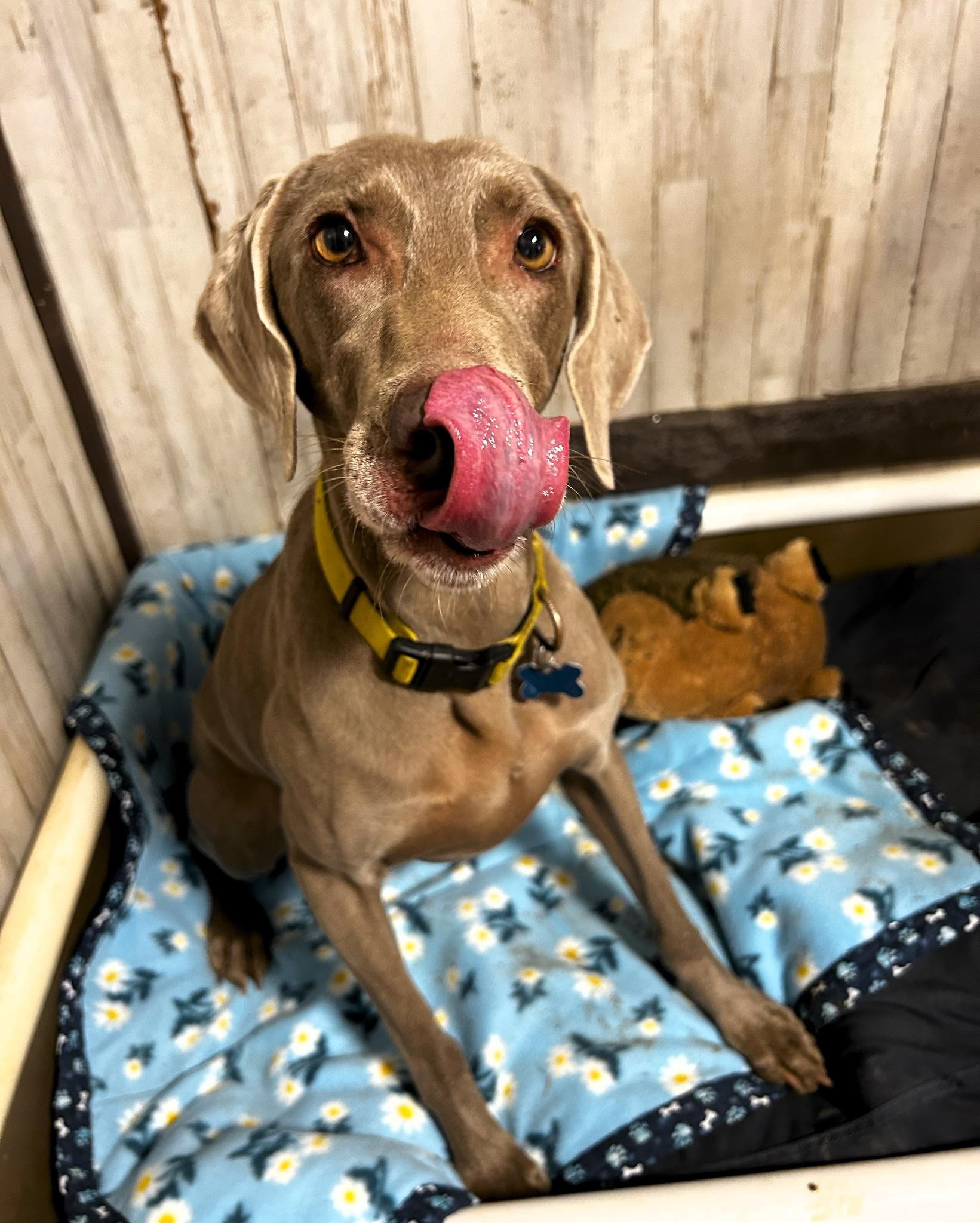 Nala, a Adoptable Weimaraner in Birmingham, AL image 2/3