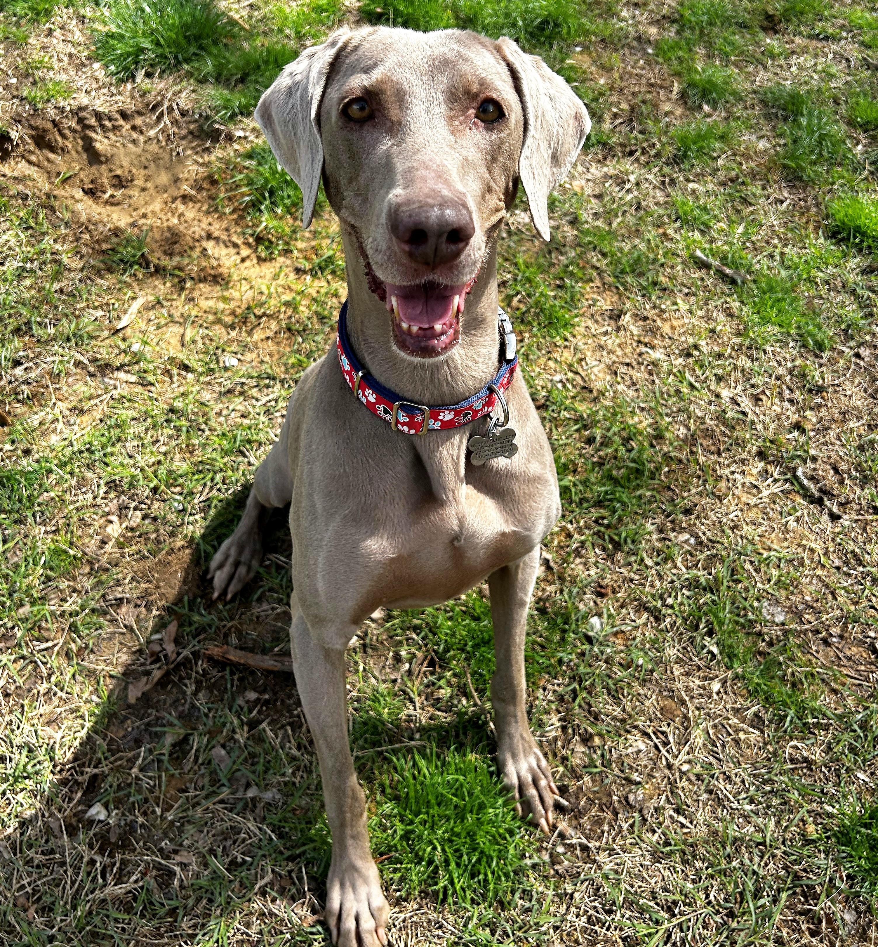 Nala, a Adoptable Weimaraner in Birmingham, AL image 1/3