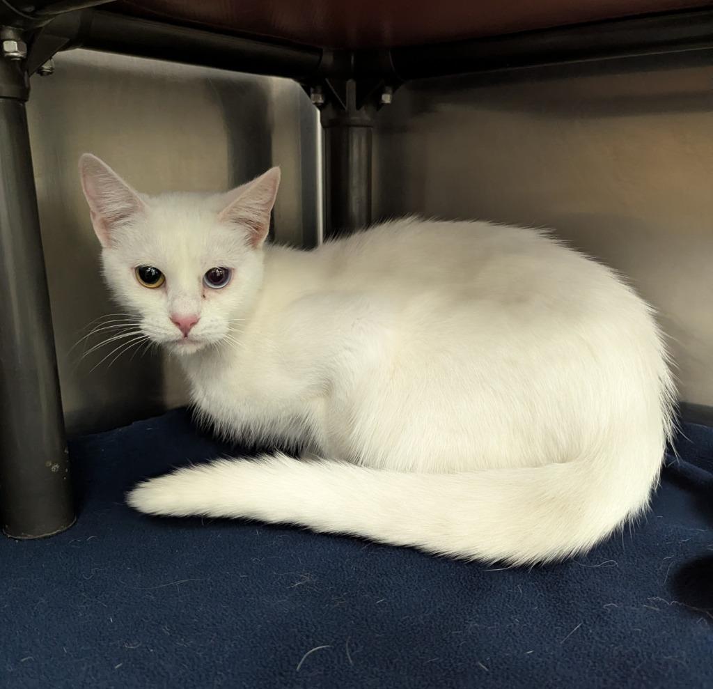 Enlarge Feta, a Adopted mixed breed in La Porte, IN image 1/1