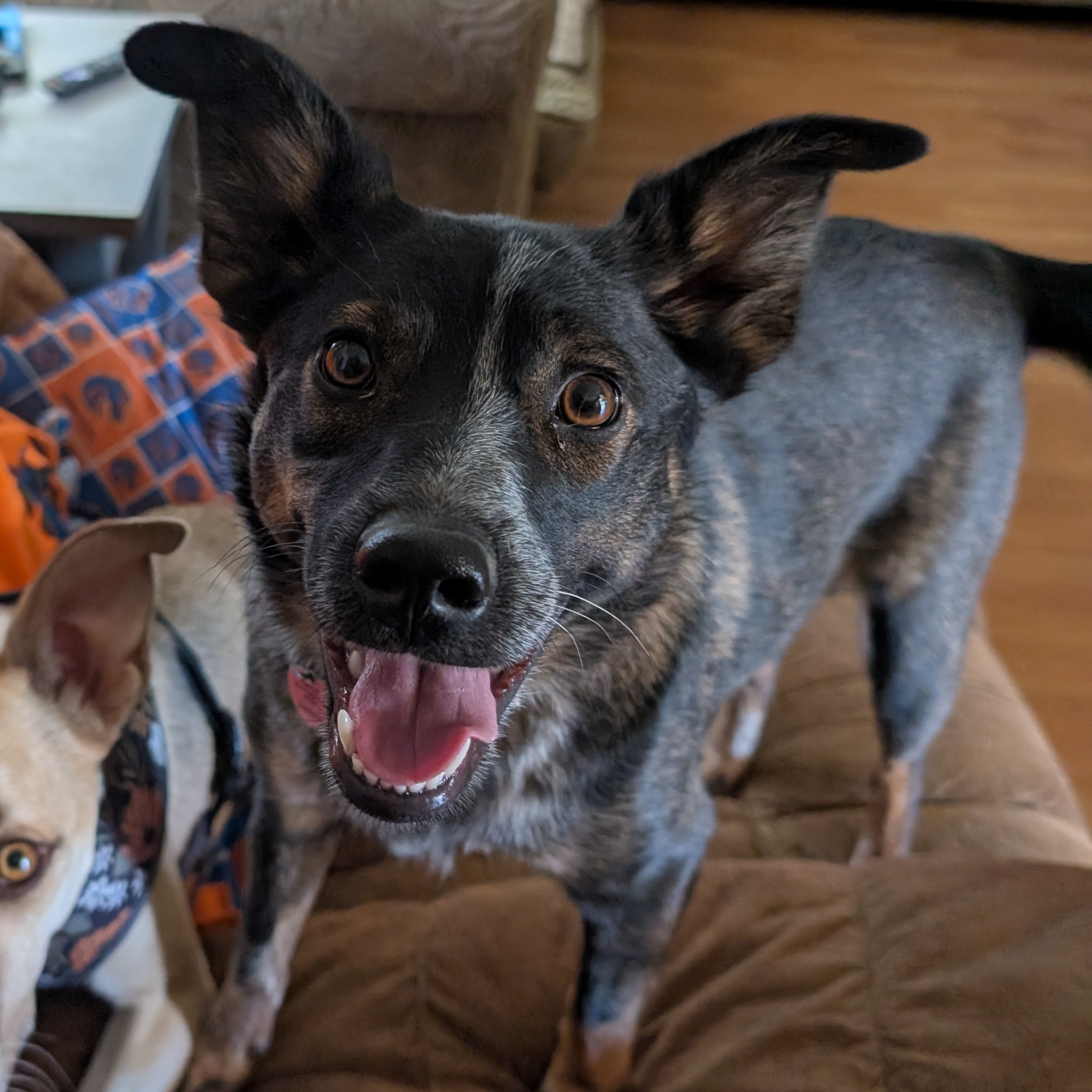 Dog for adoption Hazel, an Australian Cattle Dog / Blue Heeler Mix in MORONI, UT Petfinder
