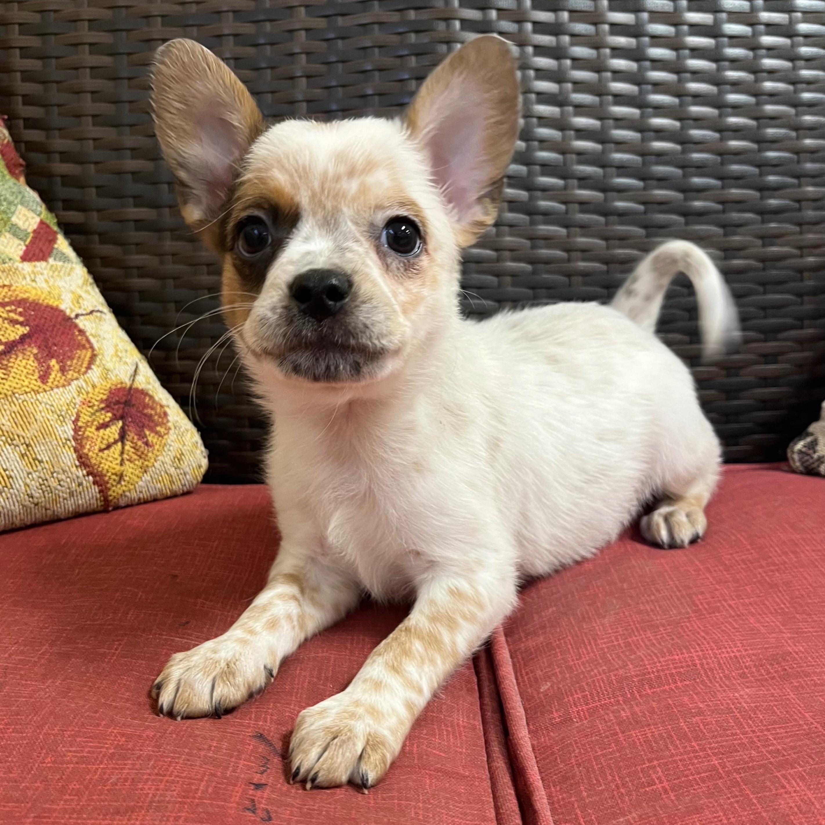 Leche, adopted, Puppy Female French Bulldog.