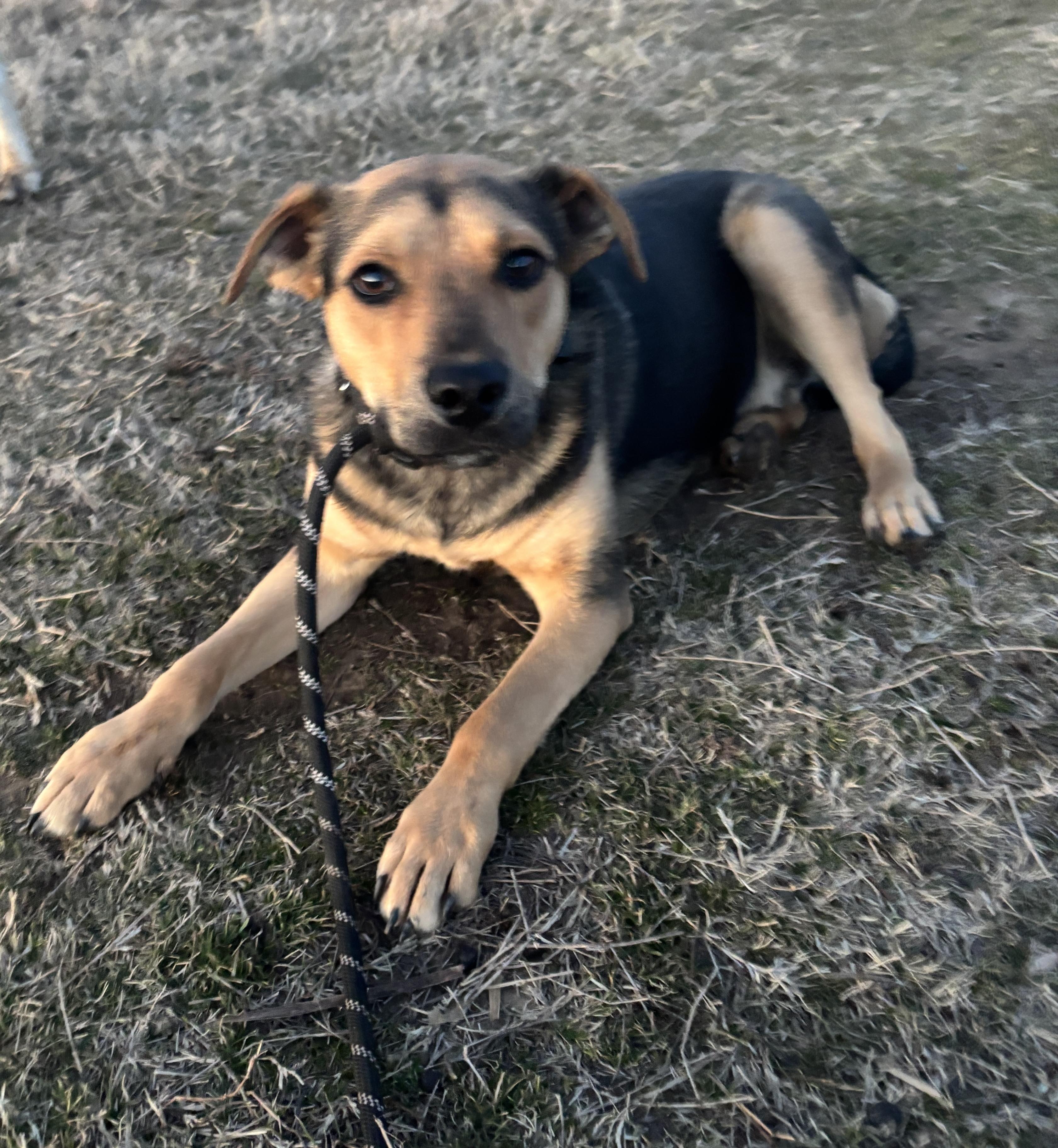 Enlarge Wilson, a ADOPTABLE mixed breed in Okemah, OK image 5/6