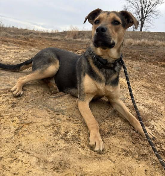Enlarge Wilson, a ADOPTABLE mixed breed in Okemah, OK image 2/6