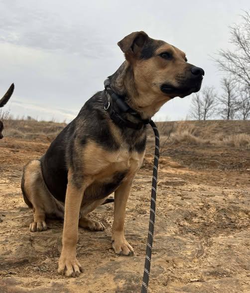 Enlarge Wilson, a ADOPTABLE mixed breed in Okemah, OK image 3/6
