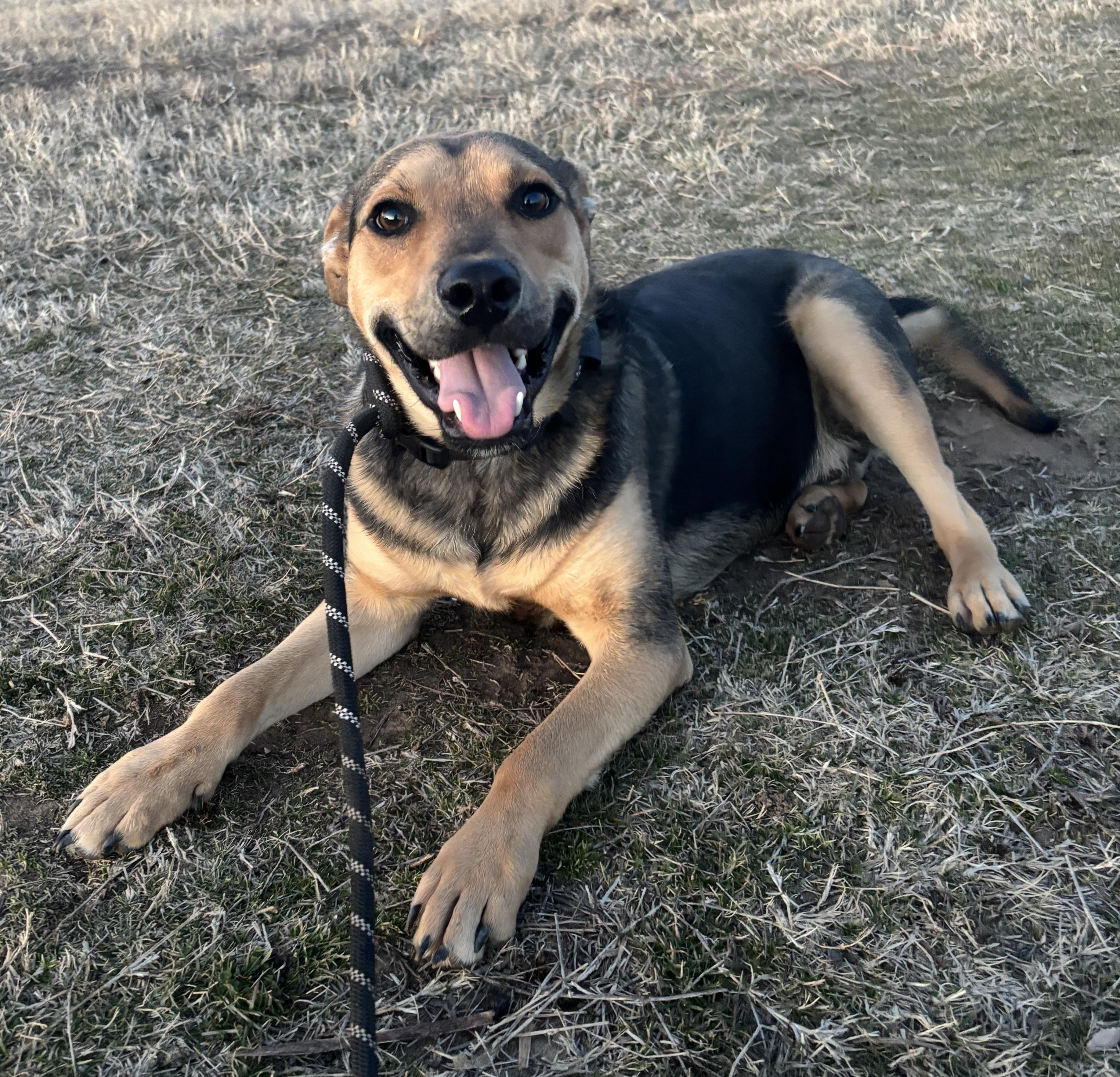 Enlarge Wilson, a ADOPTABLE mixed breed in Okemah, OK image 6/6