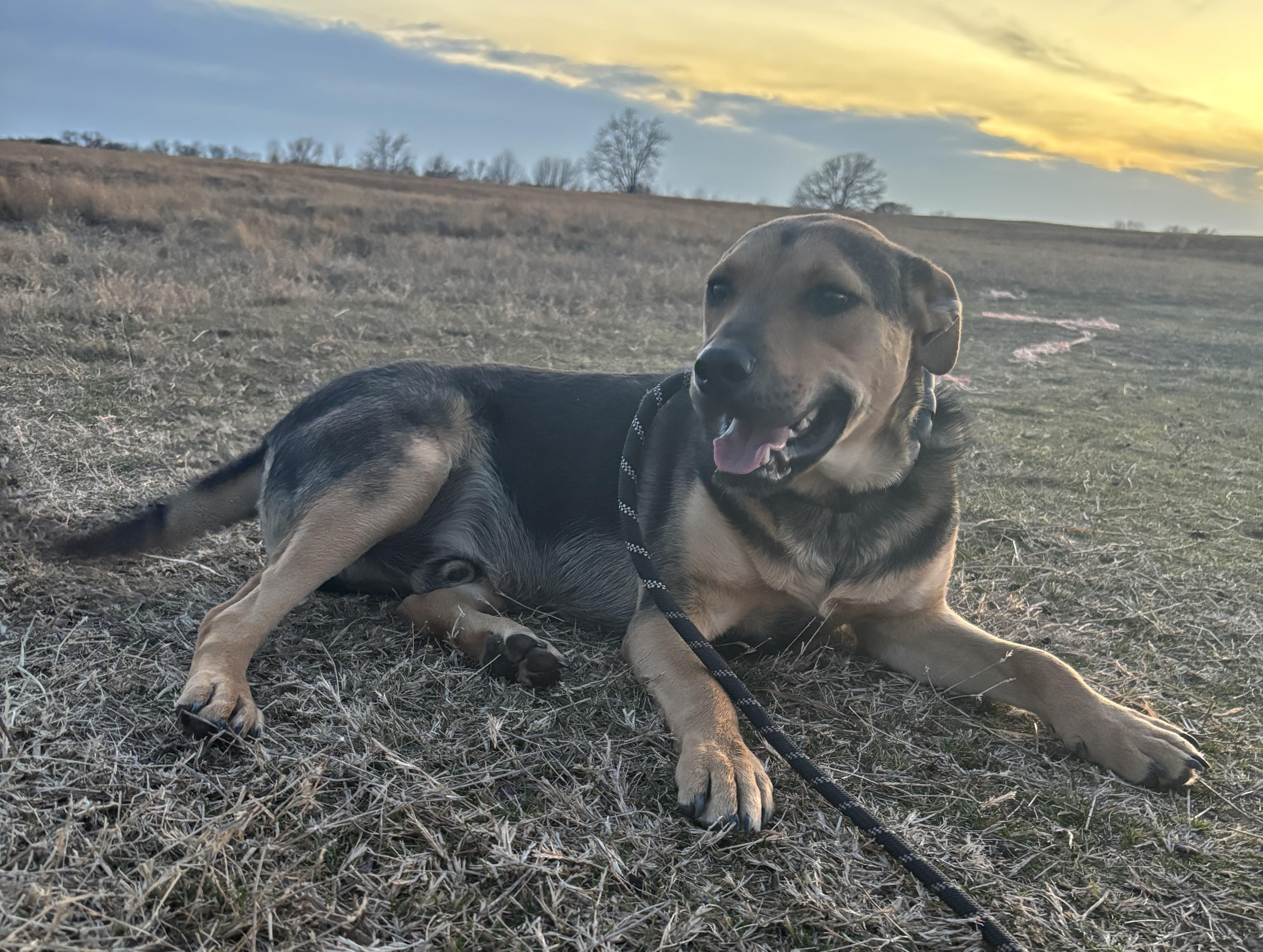 Enlarge Wilson, a ADOPTABLE mixed breed in Okemah, OK image 4/6