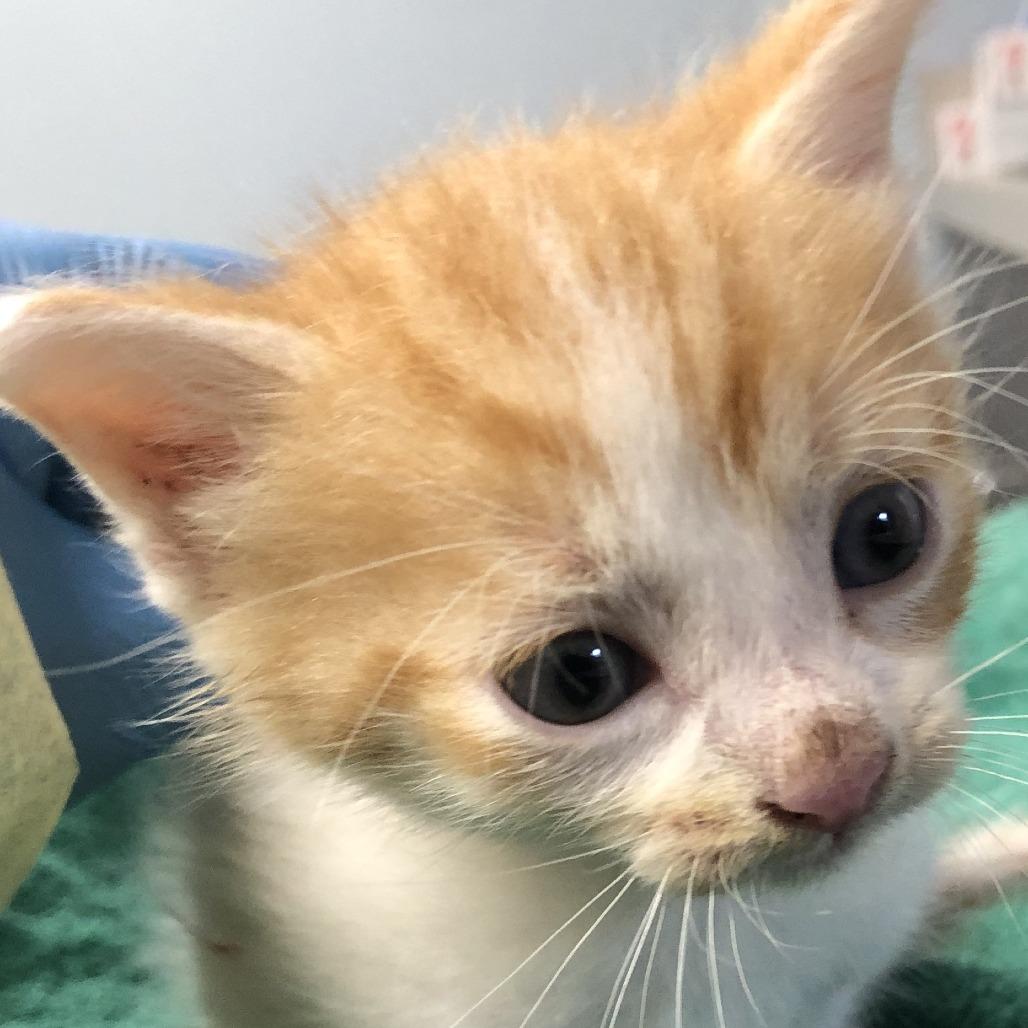Timber, Adoptable, Kitten Male Domestic Short Hair.