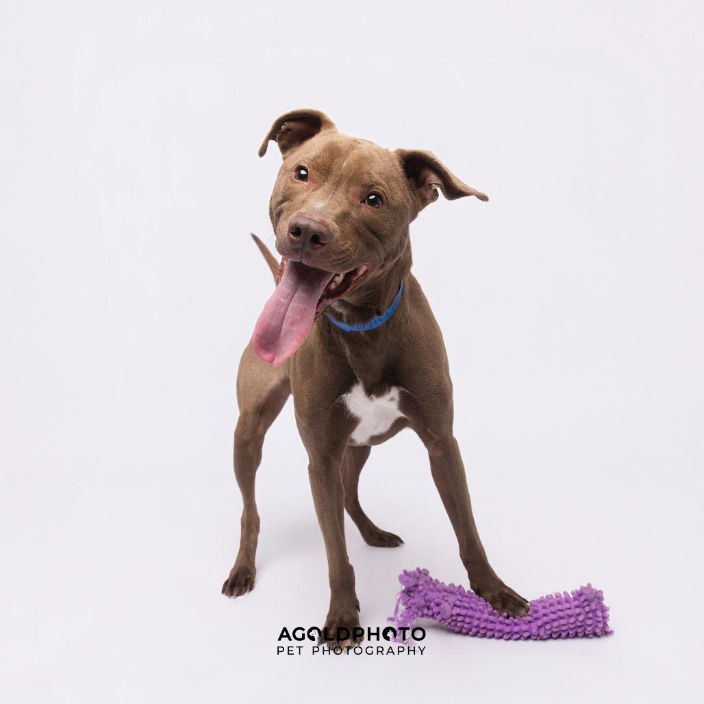 Enlarge Dallas, a Adoptable mixed breed in Tampa, FL image 1/5