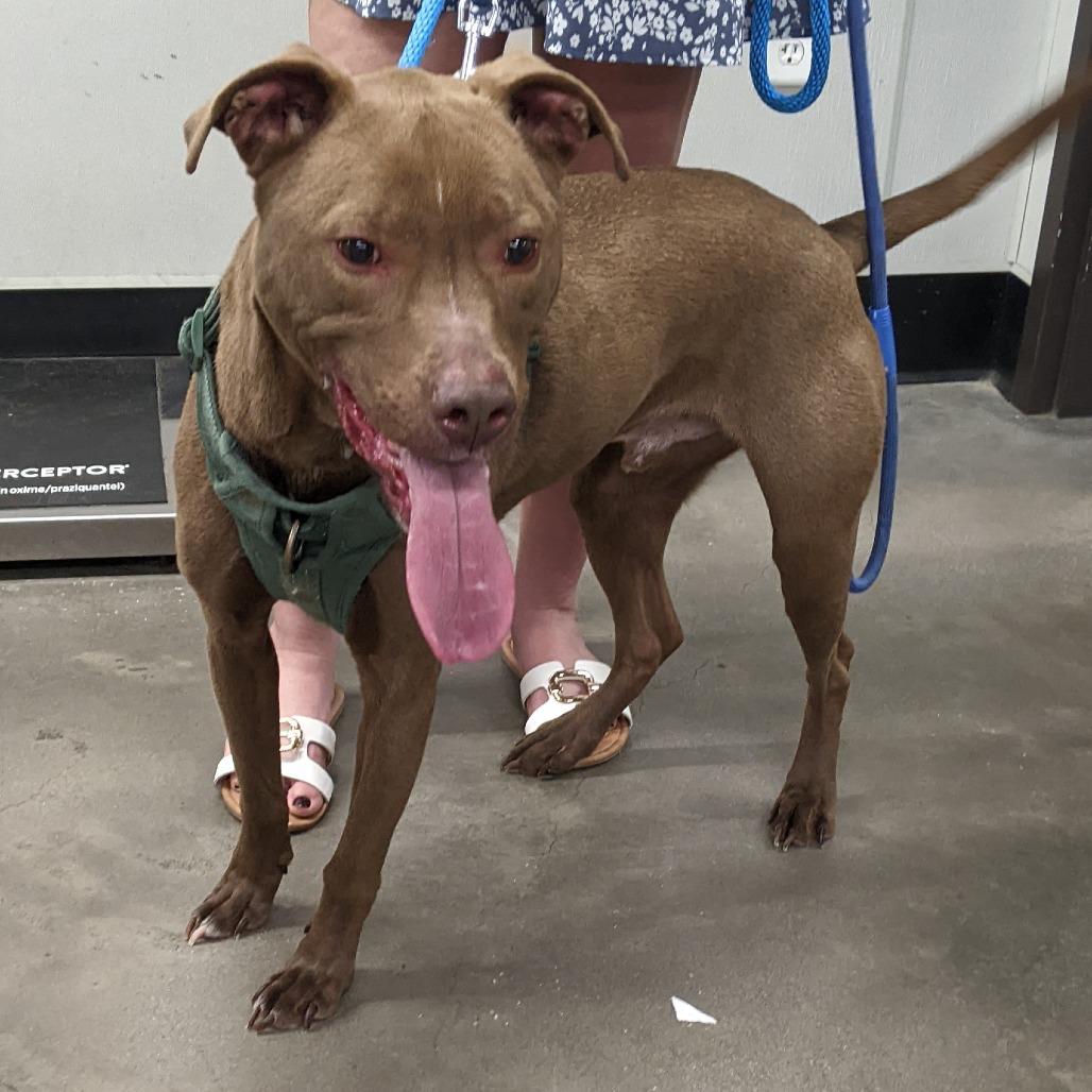 Enlarge Dallas, a Adoptable mixed breed in Tampa, FL image 2/5