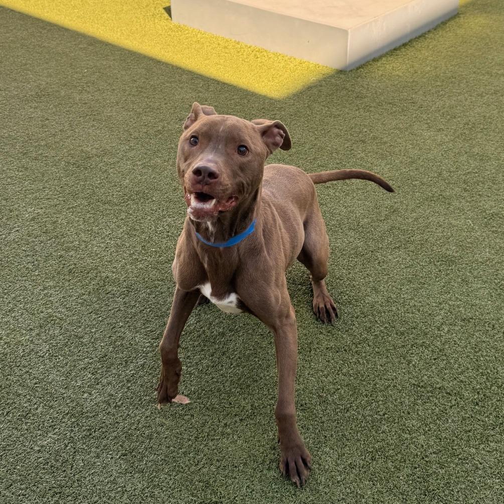 Enlarge Dallas, a Adoptable mixed breed in Tampa, FL image 3/5