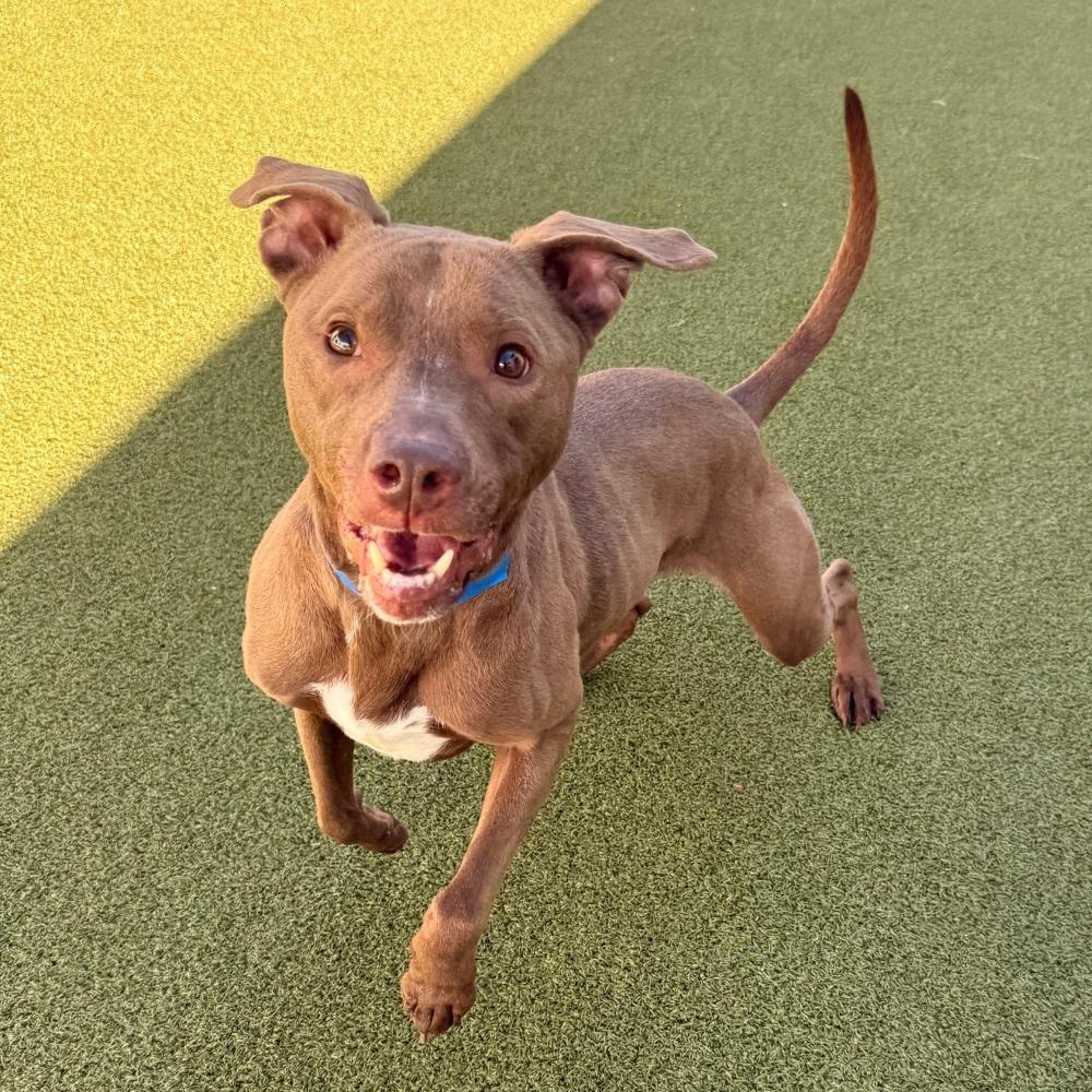 Enlarge Dallas, a Adoptable mixed breed in Tampa, FL image 4/5