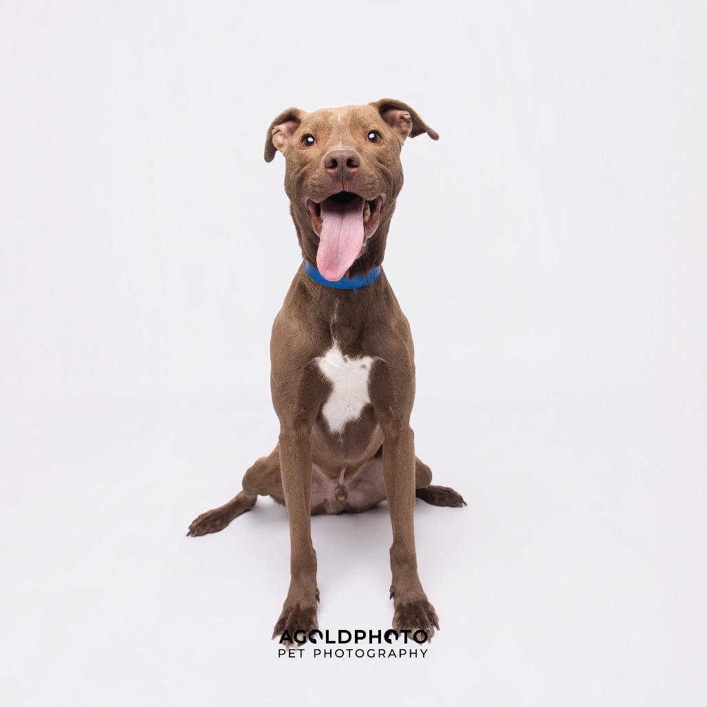 Enlarge Dallas, a Adoptable mixed breed in Tampa, FL image 5/5