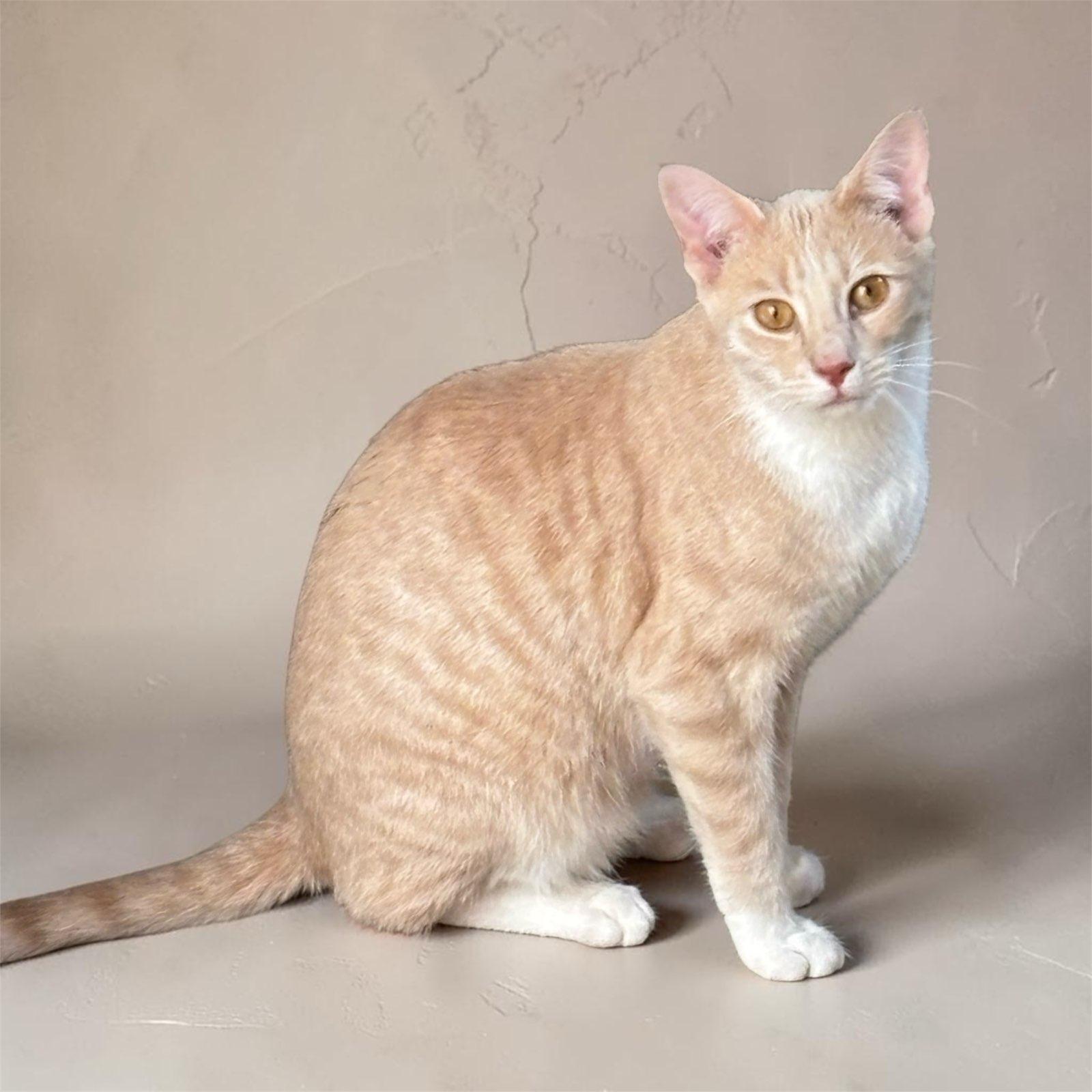Mooney, ADOPTABLE, Young Male Domestic Short Hair & American Shorthair.
