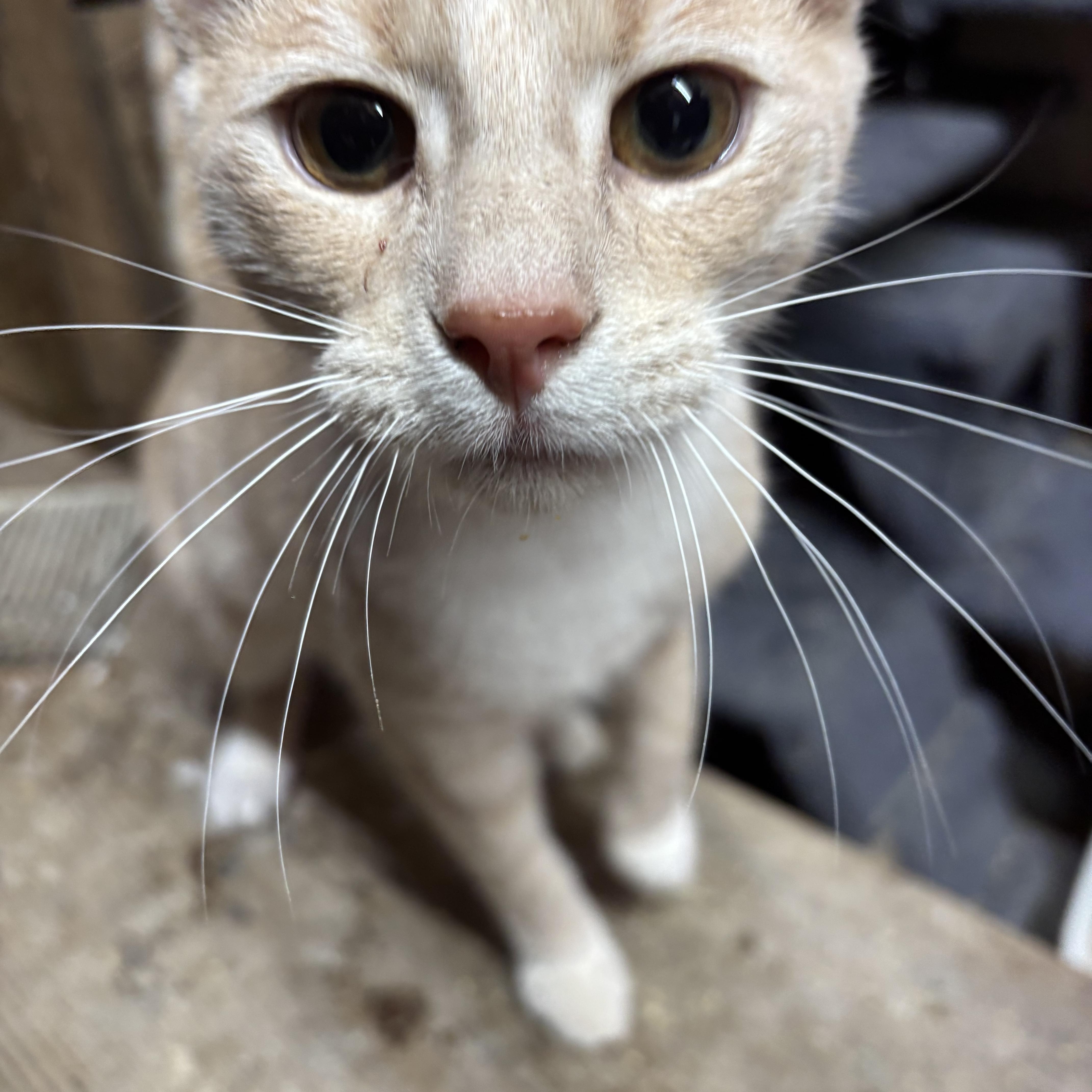Enlarge Mooney, a ADOPTABLE Domestic Short Hair in Concord, NC image 4/4