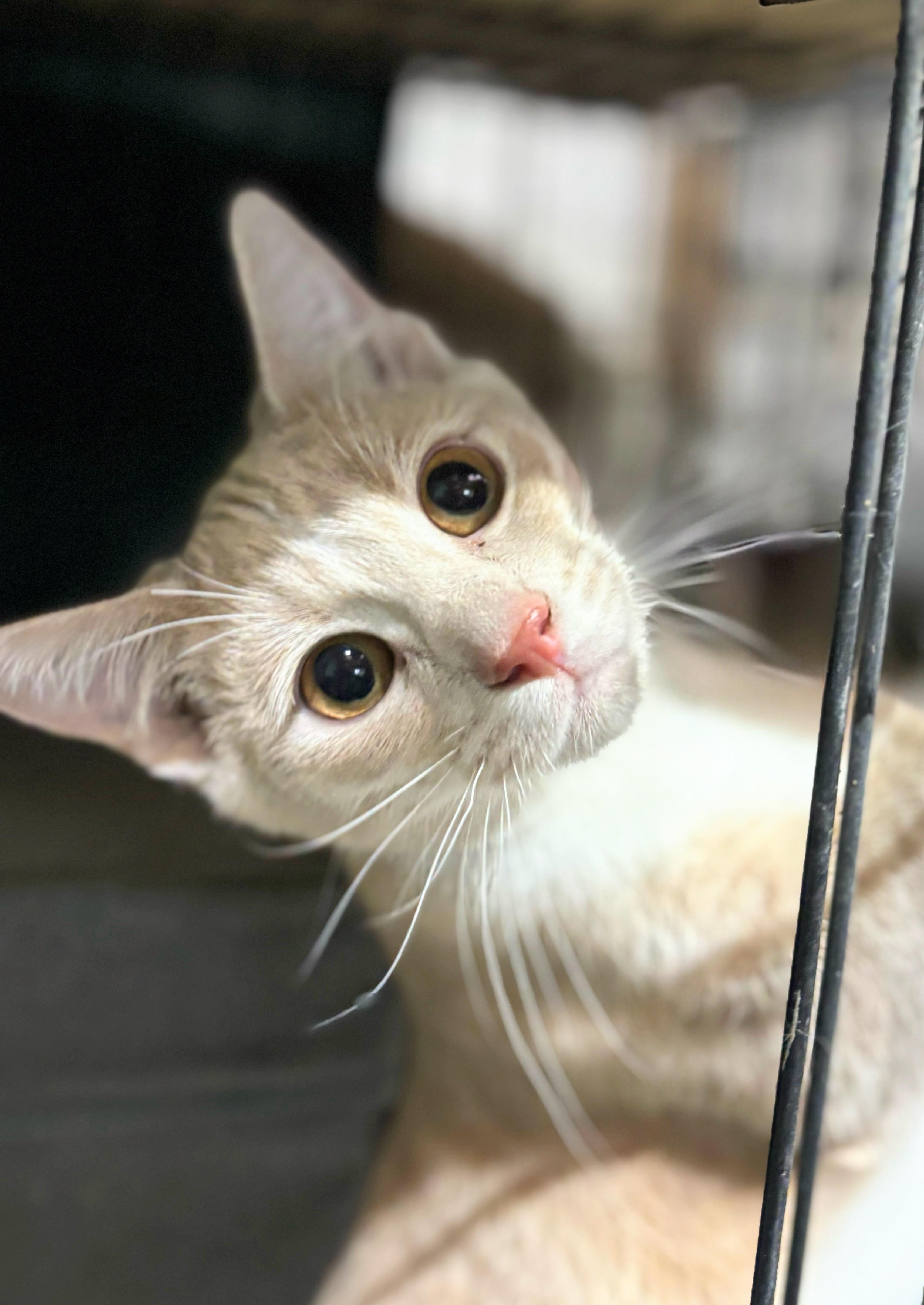 Enlarge Mooney, a ADOPTABLE Domestic Short Hair in Concord, NC image 1/4