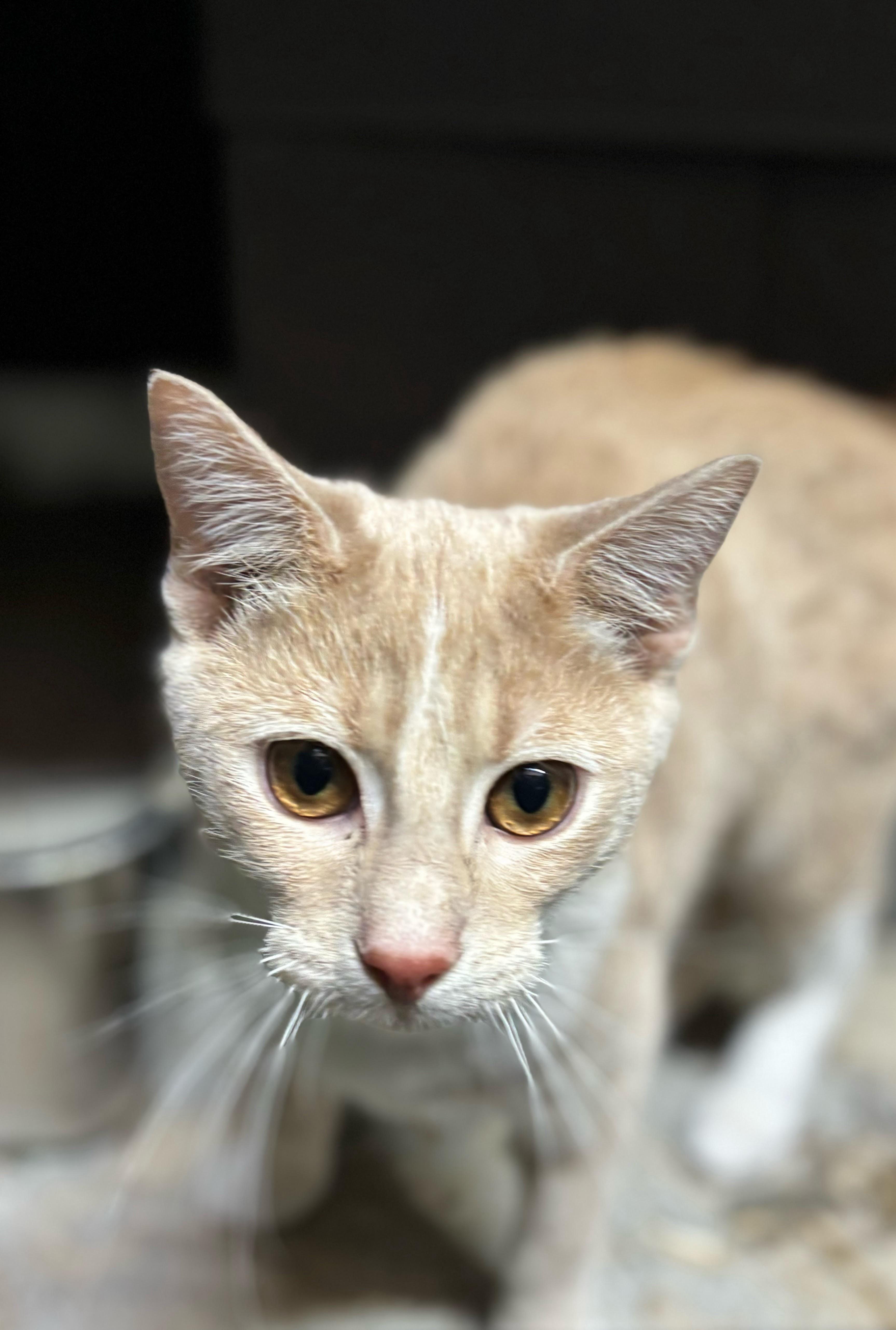 Enlarge Mooney, a ADOPTABLE Domestic Short Hair in Concord, NC image 2/4