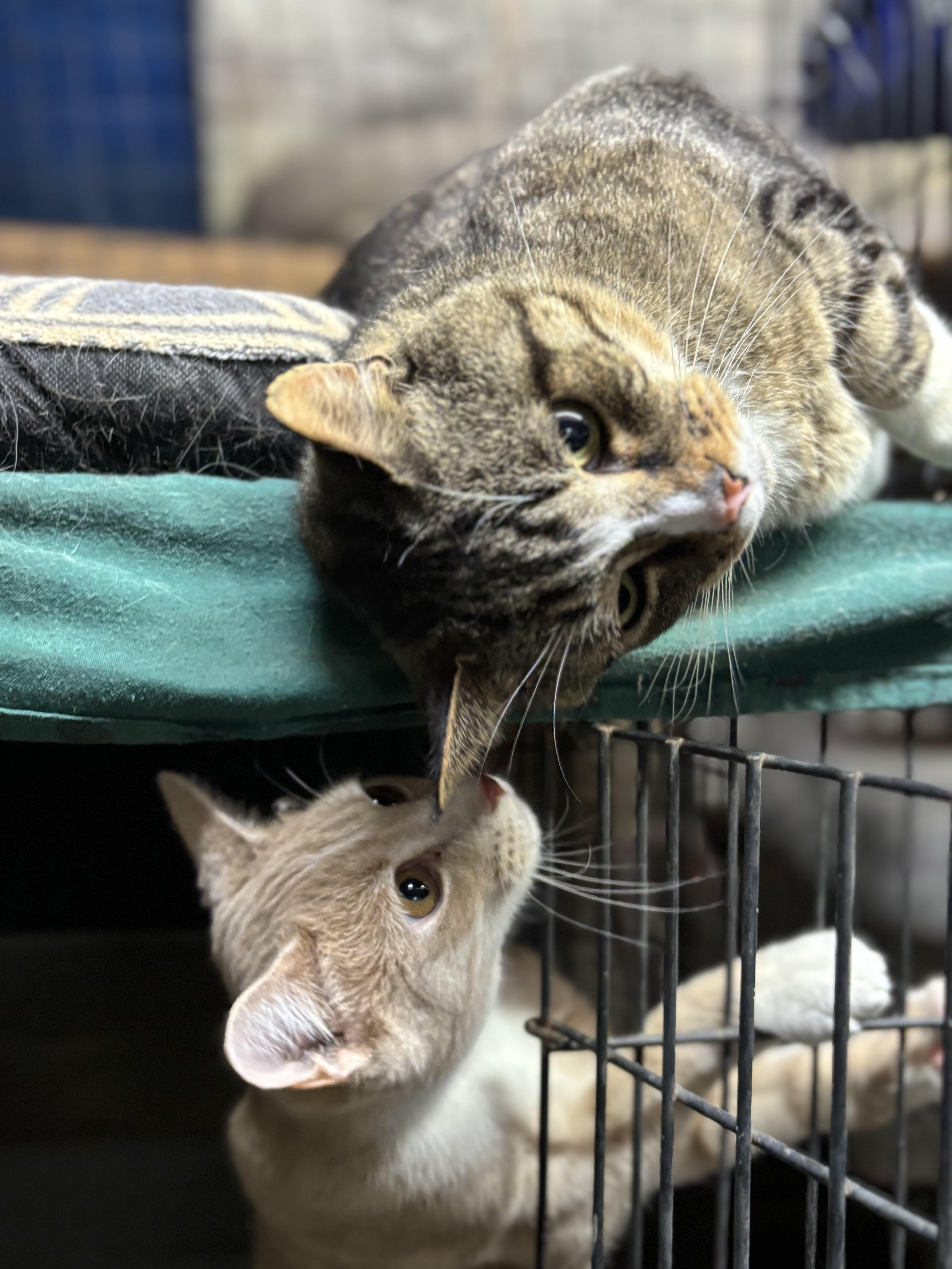 Enlarge Mooney, a ADOPTABLE Domestic Short Hair in Concord, NC image 3/4