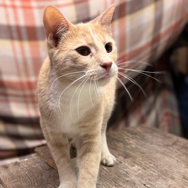 Enlarge Mooney, a ADOPTABLE mixed breed in Concord, NC image 3/6