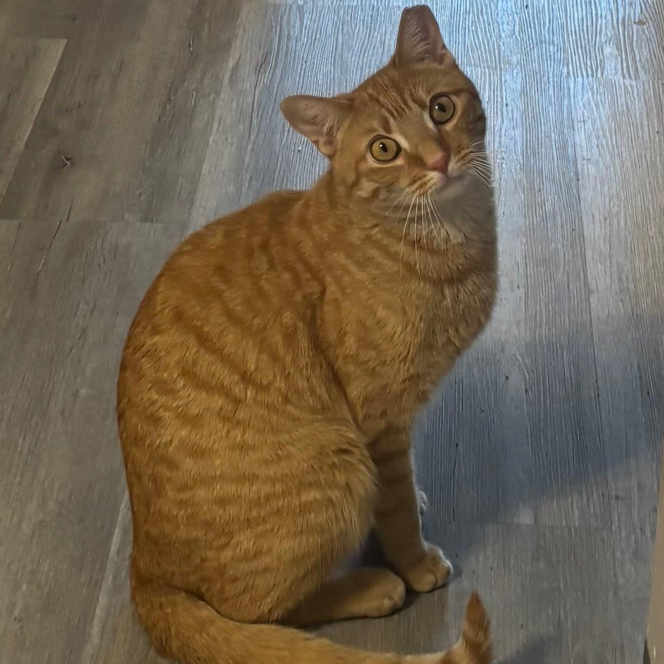 Enlarge Danny, a Adoptable Domestic Short Hair in Hartford, CT image 3/3