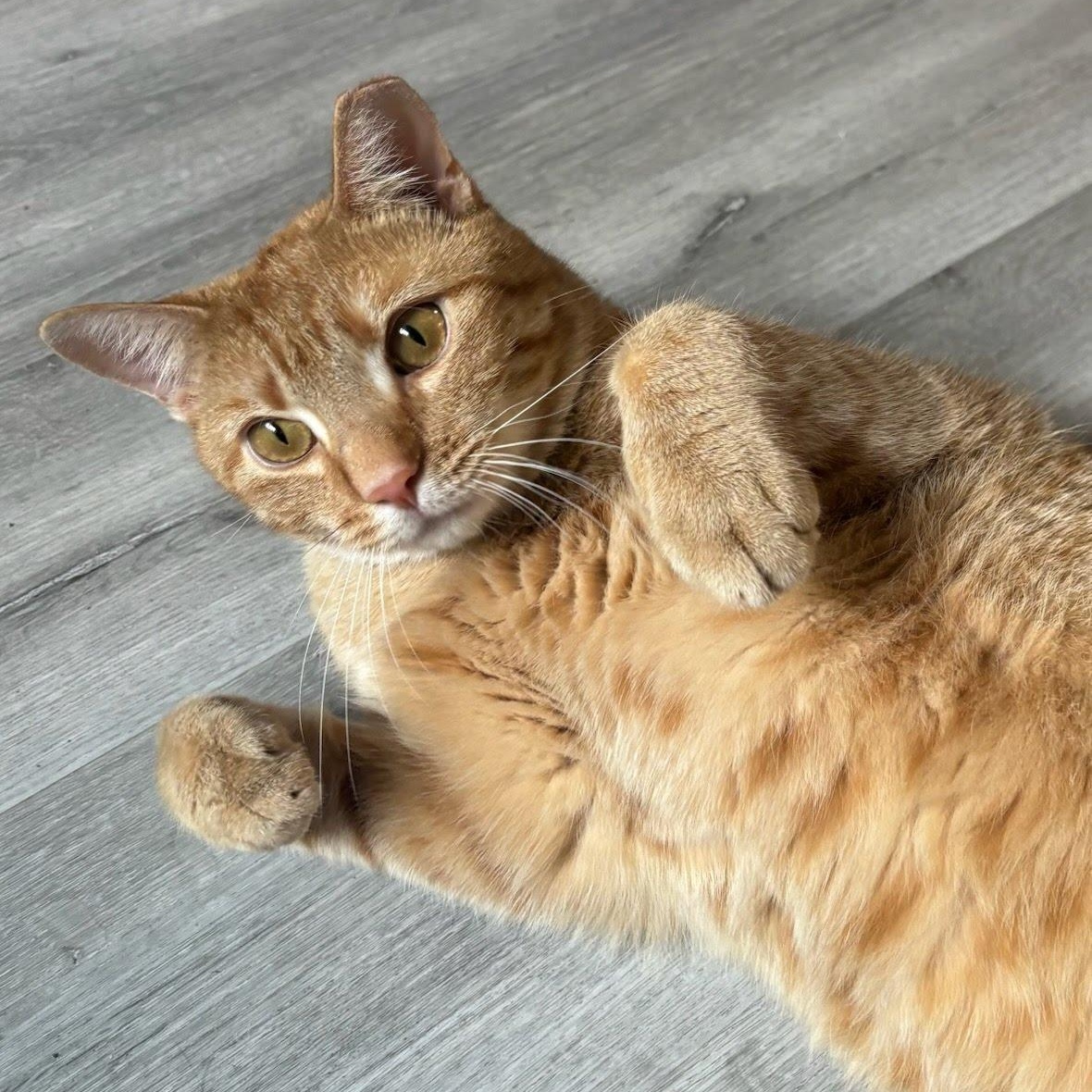 Enlarge Danny, a Adoptable Domestic Short Hair in Hartford, CT image 1/3