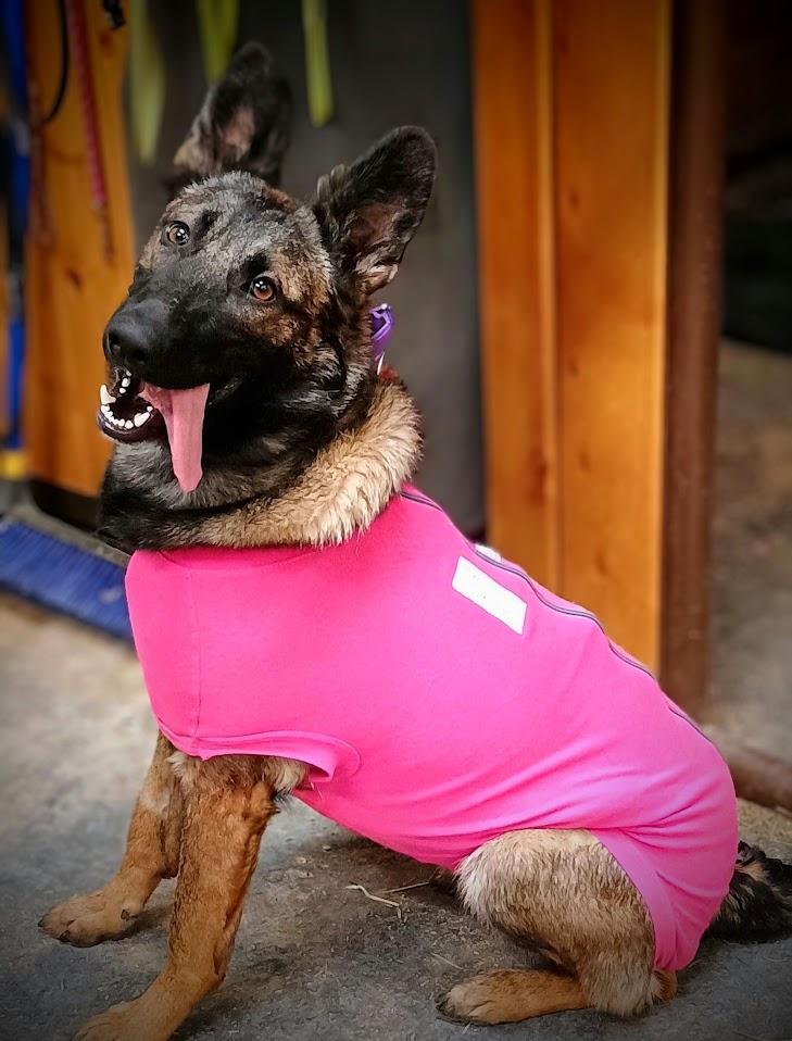 IRISH, ADOPTABLE, Young Female Belgian Shepherd / Malinois & German Shepherd Dog.