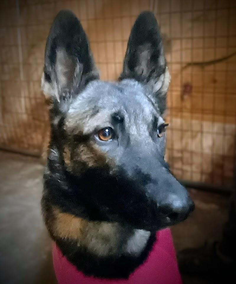 Enlarge IRISH, a ADOPTABLE mixed breed in Yakima, WA image 6/6