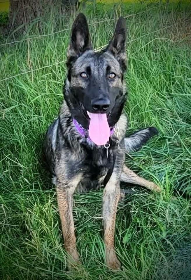 Enlarge IRISH, a ADOPTABLE mixed breed in Yakima, WA image 2/6