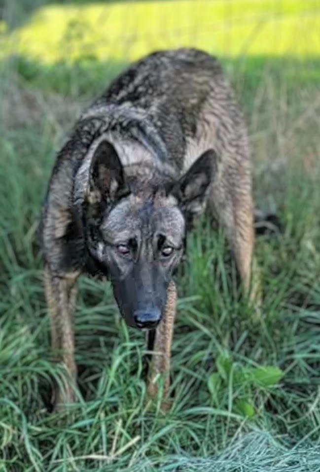 Enlarge IRISH, a ADOPTABLE mixed breed in Yakima, WA image 3/6