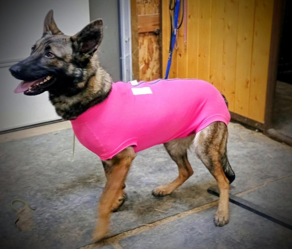 Enlarge IRISH, a ADOPTABLE mixed breed in Yakima, WA image 5/6