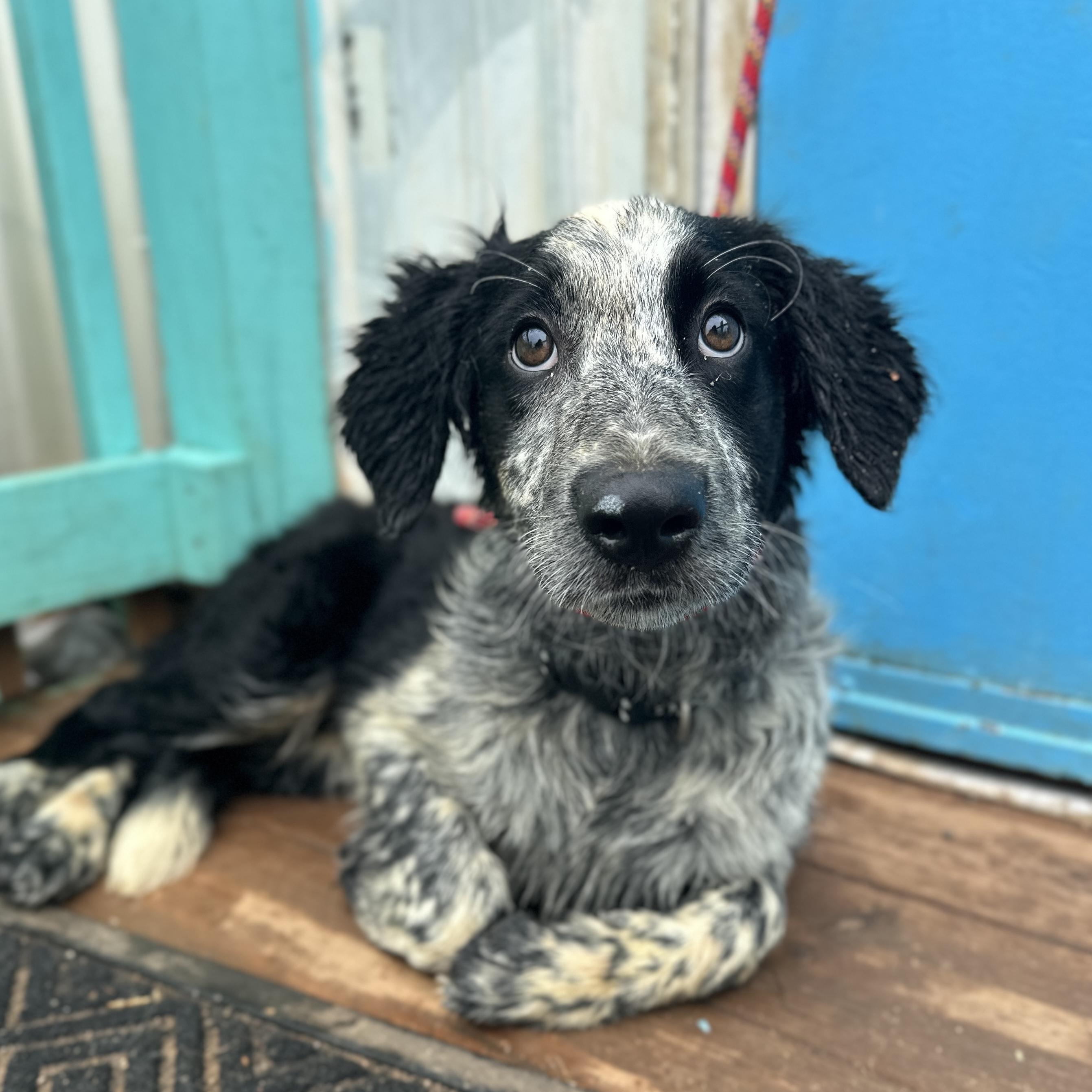 Bao Bun — thumbnail 3