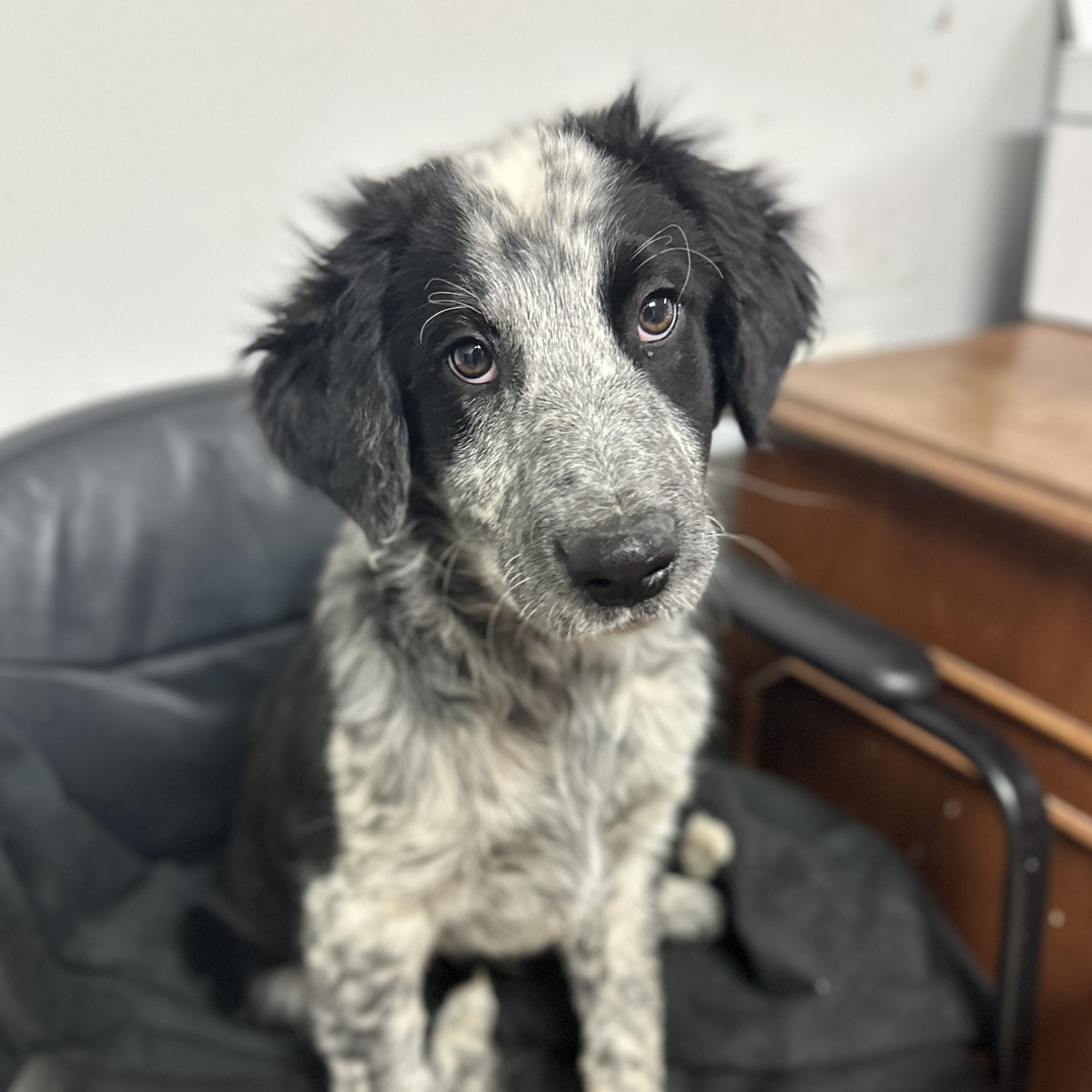 Bao Bun — thumbnail 4