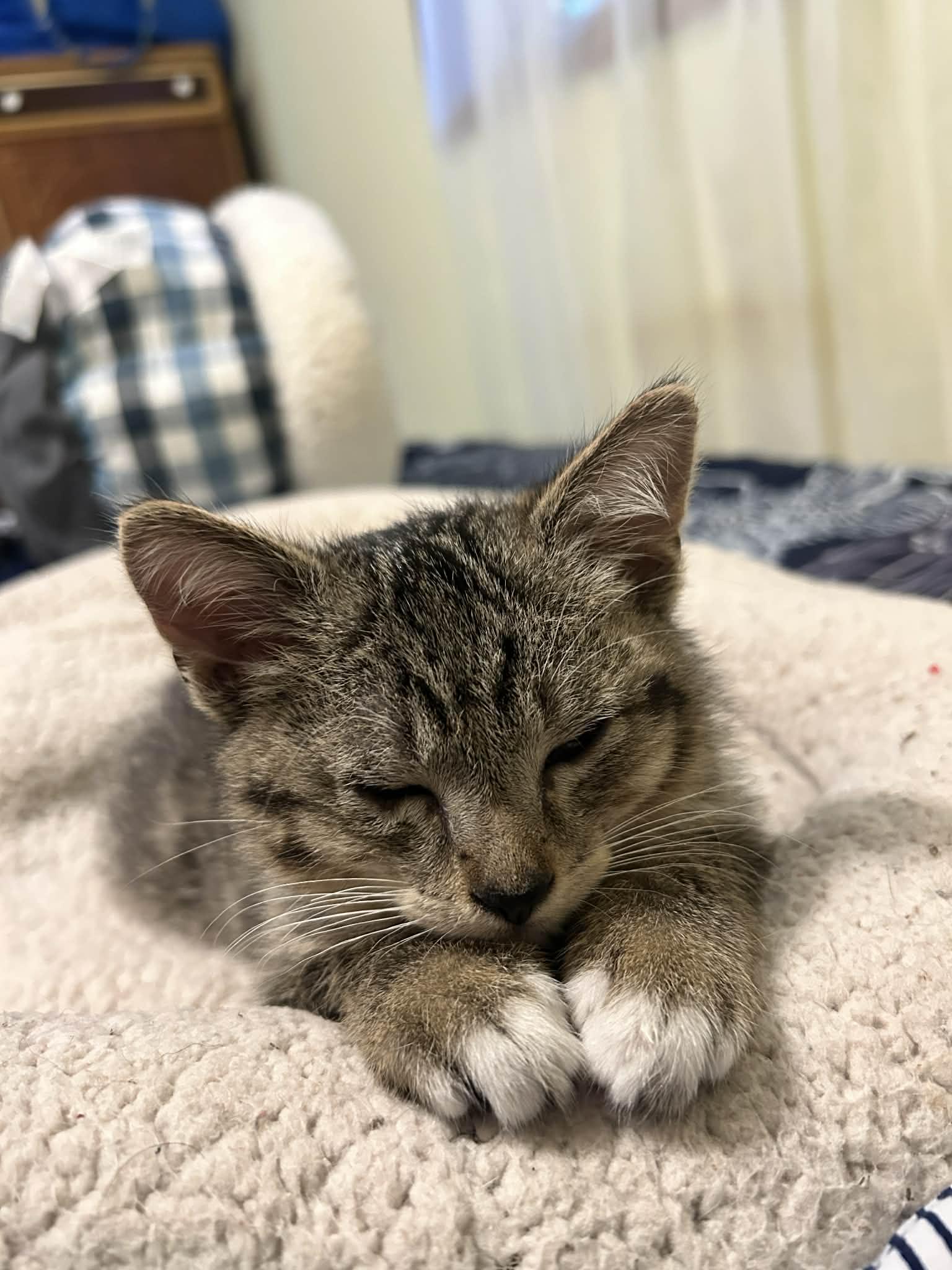 Boots, Adoptable, Kitten Male Tabby.