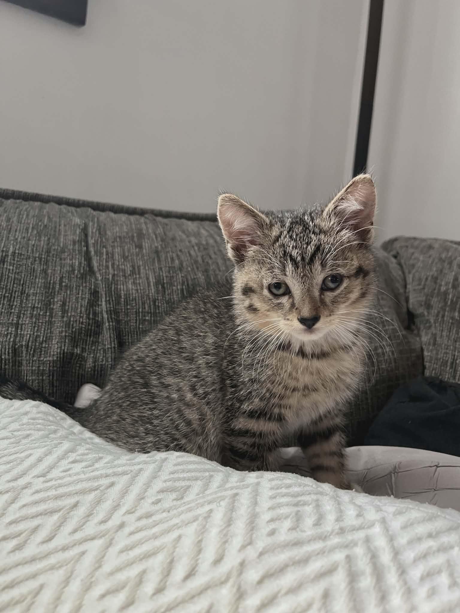 Boots, a Adoptable Tabby in Crystal, MN image 2/3