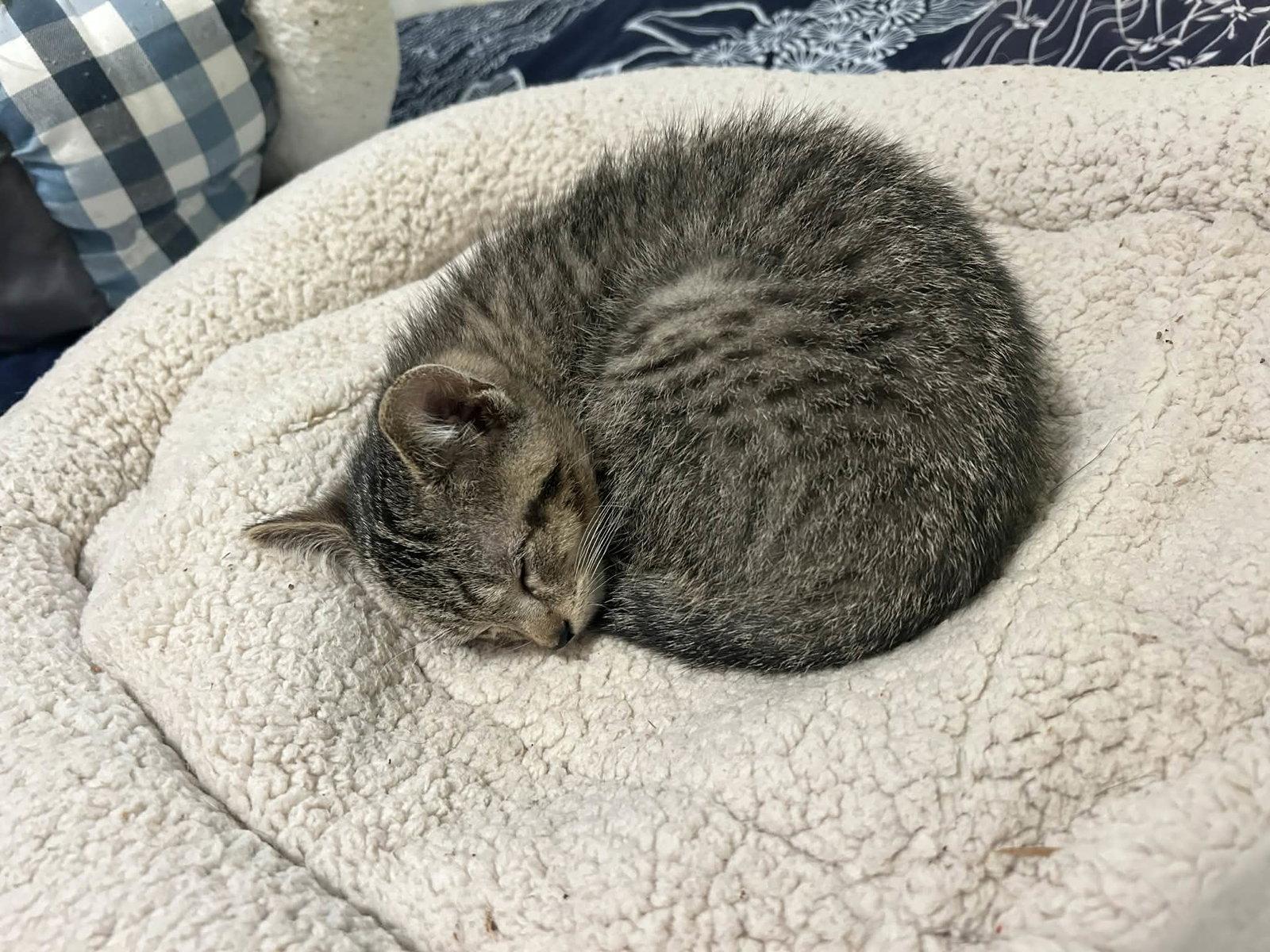 Boots, a Adoptable Tabby in Crystal, MN image 3/3