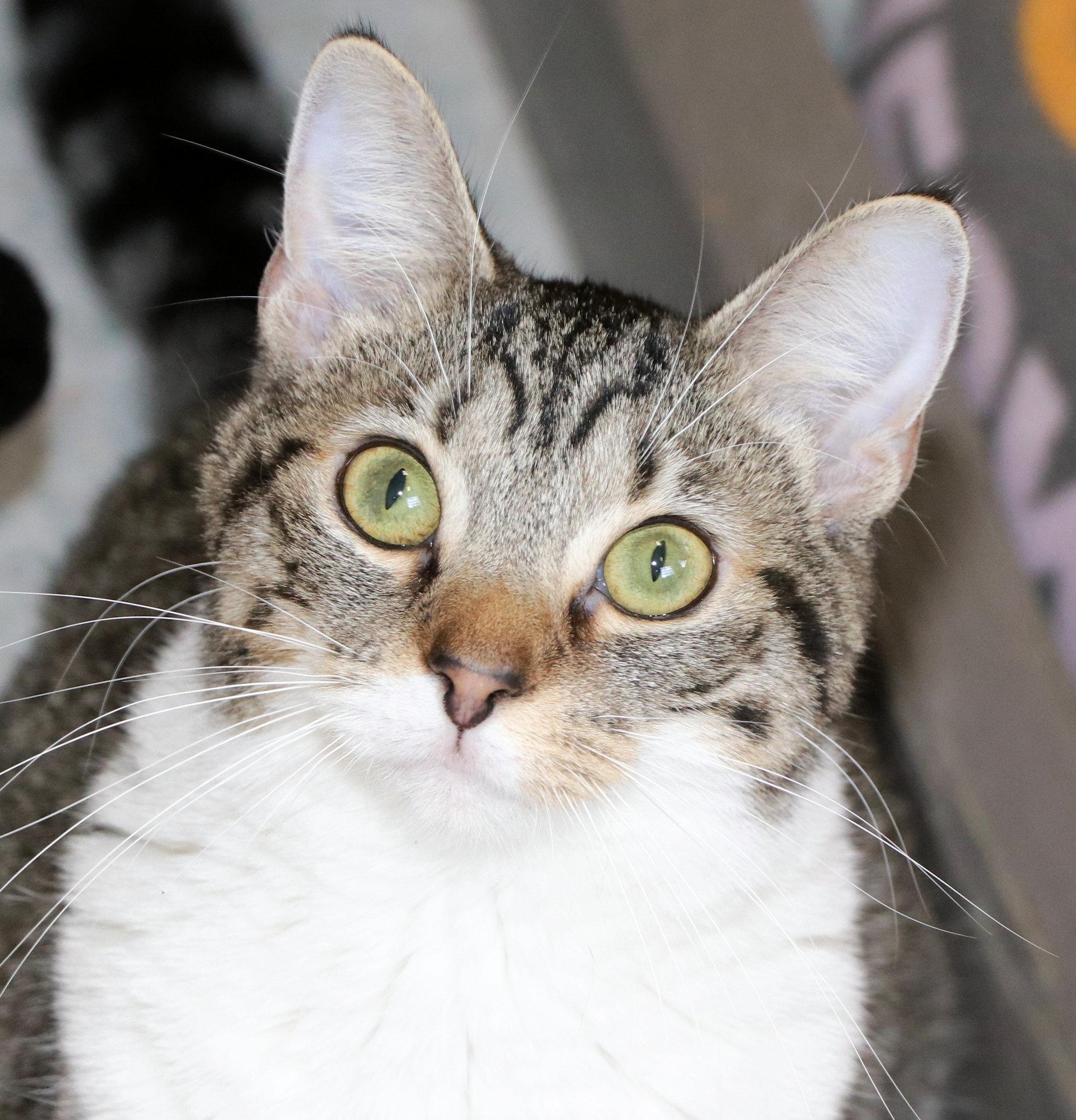 Enlarge Birdie, a ADOPTABLE Domestic Short Hair in Cincinnati, OH image 1/3
