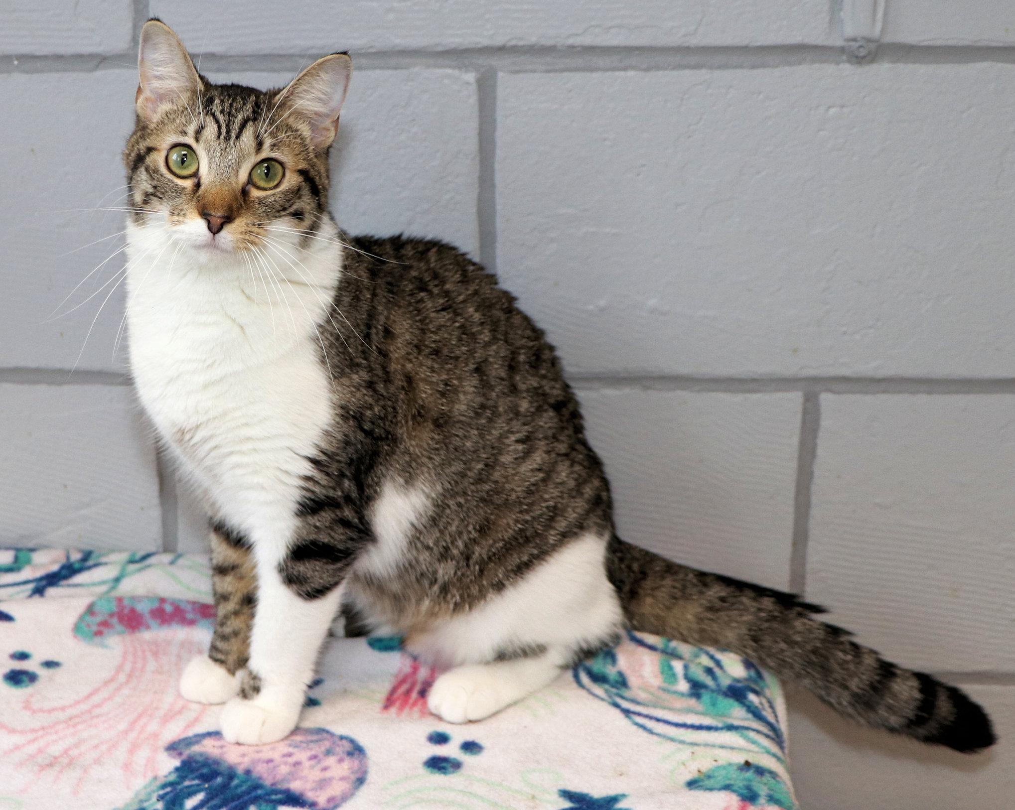 Enlarge Birdie, a ADOPTABLE Domestic Short Hair in Cincinnati, OH image 2/3